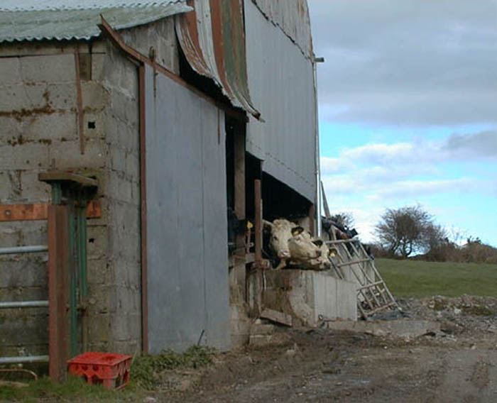 cows.jpg 56.5K