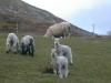Lambs_thumb.jpg 2.1K