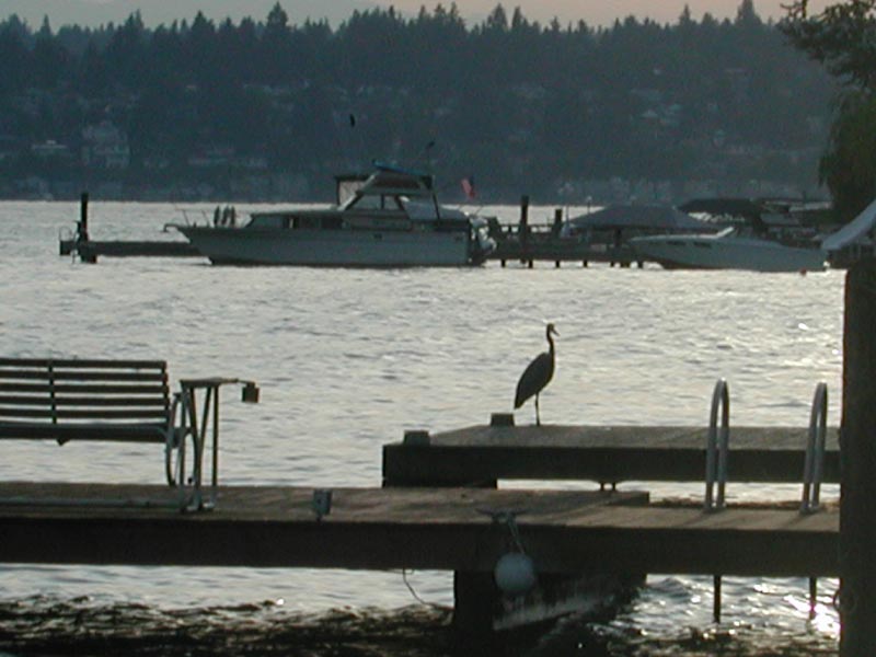 Blue Heron 6.jpg 65.8K