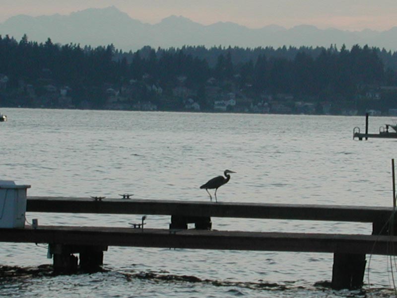 Blue Heron 94.jpg 59.6K